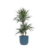 Dracaena Warneckii Ø21cm - ↕65cm in Vibes BLUE pot - plantforyou.nl