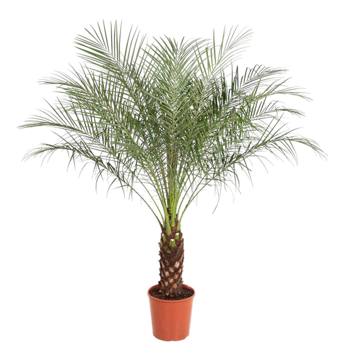 Phoenix Roebelenii - 170 cm - ø32 - plantforyou.nl