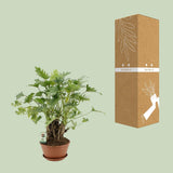 Philodendron Xanadu Op Stam - Ø22cm - ↕50cm - plantforyou.nl