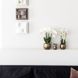 Kolibri Orchids | Plantenset Home Hub grey small | Groene planten met witte Phalaenopsis orchidee in koperkleurige sierpotten en zwart dienblad - plantforyou.nl