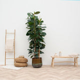 Ficus Elastica Robusta struik - 225cm - ø40 - plantforyou.nl