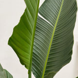 Strelitzia Augusta multi stam XXL - 250 cm - ø50 - plantforyou.nl