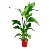 Strelitzia Nicolai - 100 cm - ø17 - plantforyou.nl