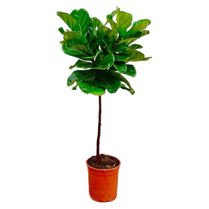 Ficus Lyrata stam - 130 cm - ø24 - plantforyou.nl