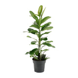 Ficus Microcarpa Smile® - Ø17cm - ↕70cm - plantforyou.nl