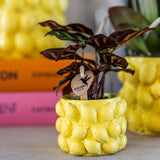 Kolibri Home | Citrus pot yellow - Ø9cm - plantforyou.nl