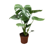 Monstera Deliciosa Bush - Ø17cm - ↕55cm - plantforyou.nl