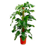 Monstera Pertusum - 120 cm - ø24 - plantforyou.nl