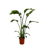 Strelitzia Nicolai - 100 cm - ø17 - plantforyou.nl
