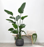 Strelitzia Nicolai - 200 cm - ø27 - plantforyou.nl