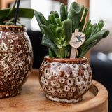 Kolibri Company | Gift set Untamed Nature | Plantenset met rode Phalaenopsis Orchidee en Succulenten incl. keramieken sierpotten - plantforyou.nl