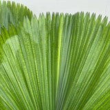 Licuala Grandis Dubbele stam - 170cm - ø45 - plantforyou.nl