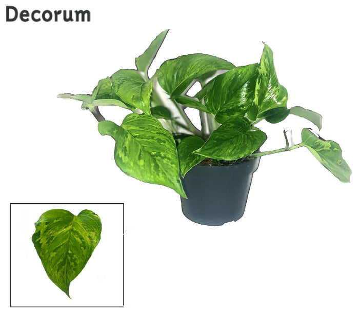 Scindapsus (Epipremnum) Marble Green DECORUM - Ø12cm - ↕20cm - plantforyou.nl