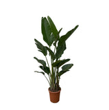 Strelitzia Augusta multi stam - 200cm - ø30 - plantforyou.nl