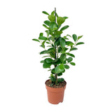 Ficus Moclamé P17 - Ø17cm - ↕70cm - plantforyou.nl