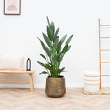 Pot Indigo Vintage Gold - D58 x H51 - plantforyou.nl