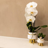 Kolibri Home | Le Chic bloempot - Witte keramieken sierpot met gouden details - Ø6cm - plantforyou.nl
