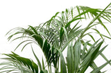 Kentia palm - 180cm - ⌀24 - plantforyou.nl