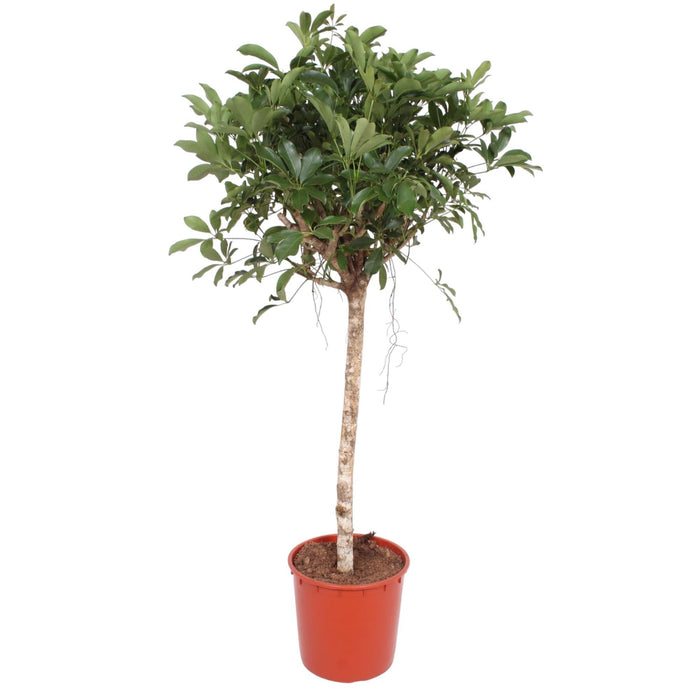 Schefflera Arboricola Compacta boom - 150 cm - ø34 - plantforyou.nl