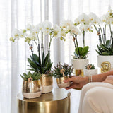 Kolibri Home | Elite pot gold - Ø12cm - plantforyou.nl