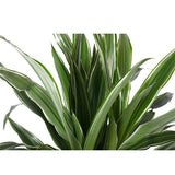 Dracaena Warneckii Ø21cm - ↕65cm in Vibes BLUE pot - plantforyou.nl