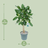 Ficus Altissima - Ø27cm - ↕110cm - plantforyou.nl