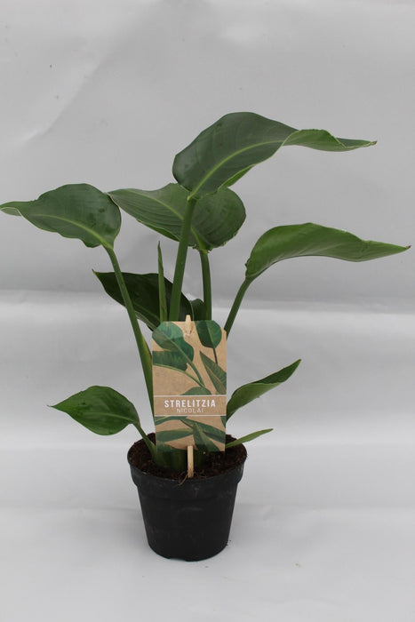 Strelitzia Nicolai P13 - Ø13cm - ↕35cm - plantforyou.nl
