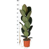 Ficus Elastica Robusta - Ø21cm - ↕90cm in Albury NATURAL mand - plantforyou.nl