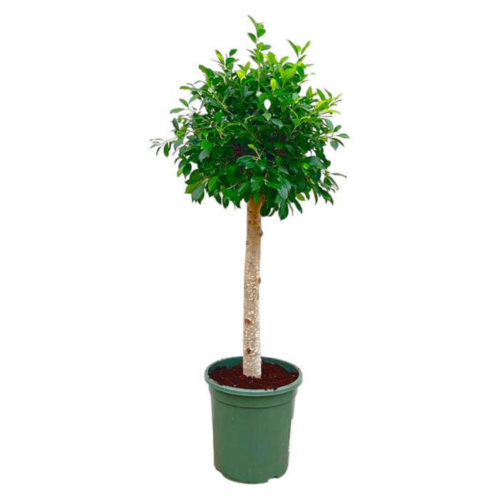 Ficus Nitida op stam - 130 cm - ø30 - plantforyou.nl