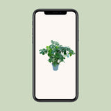 Monstera Deliciosa - Ø30cm - ↕100cm - plantforyou.nl