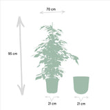 Ficus benjamina Danielle - ↨95cm - Ø21cm + Pot Mayk Lead - plantforyou.nl