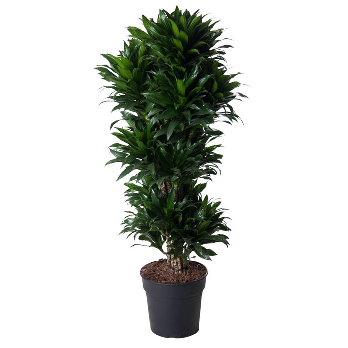 Dracaena Compacta vertakt - 140 cm - ø31 - plantforyou.nl