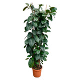 Ficus Elastica Robusta struik - 225cm - ø40 - plantforyou.nl