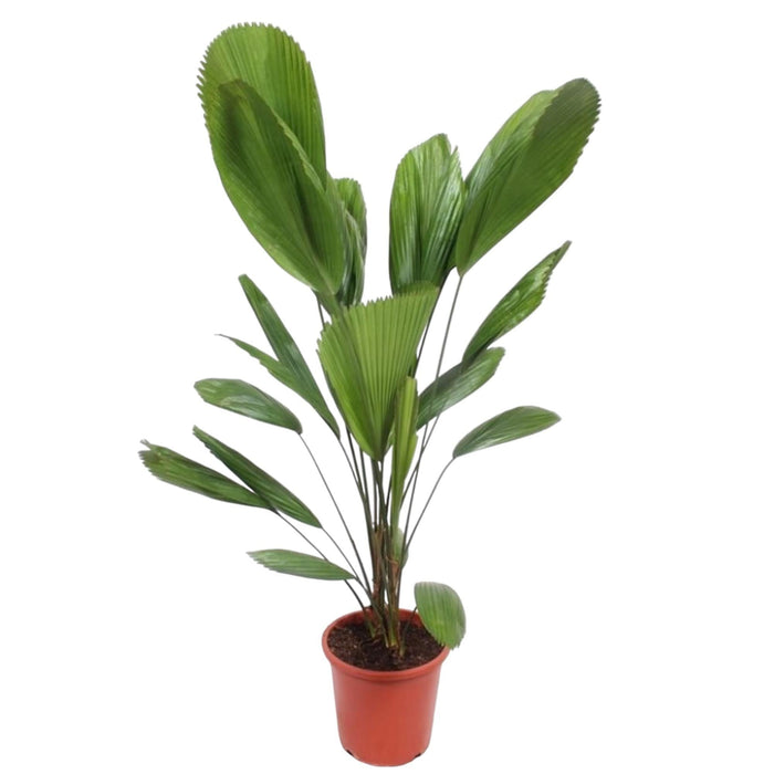 Licuala Grandis - 130 cm - ø27 - plantforyou.nl