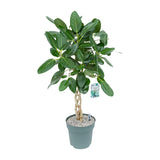Ficus Altissima - Ø27cm - ↕110cm - plantforyou.nl