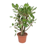 Ficus Benghalensis vertakt - 140 cm - ø40 - plantforyou.nl