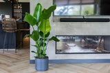 Strelitzia Nicolai - Ø21cm - ↕80cm - plantforyou.nl