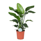 Strelitzia Nicolai - Ø21cm - ↕80cm - plantforyou.nl