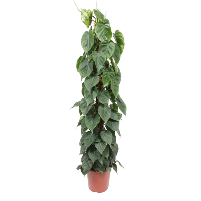 Philodendron Scandens mosstok - 150 cm - ø27 - plantforyou.nl