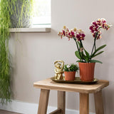 Kolibri Orchids | Plantenset Culture Cocktail terracotta small | Groene planten met Phalaenopsis orchidee in Retro terracotta sierpotten en gouden dienblad - plantforyou.nl