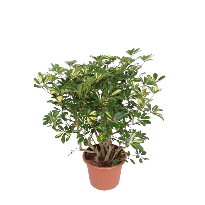 Schefflera Gold Capella vertakt - 130 cm - ø40 - plantforyou.nl