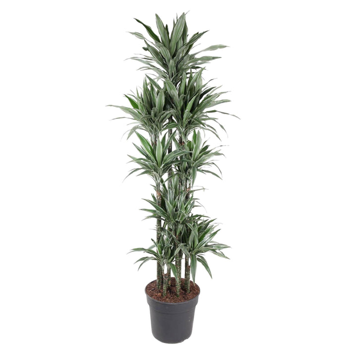 Dracaena Warneckei Carrousel - 210 cm - ø41 - plantforyou.nl