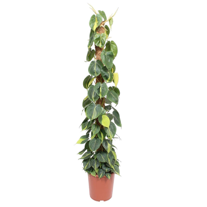 Philodendron Scandens Brasil mosstok - 150 cm - ø27 - plantforyou.nl