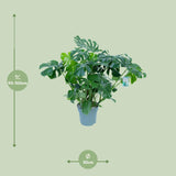 Monstera Deliciosa - Ø30cm - ↕100cm - plantforyou.nl