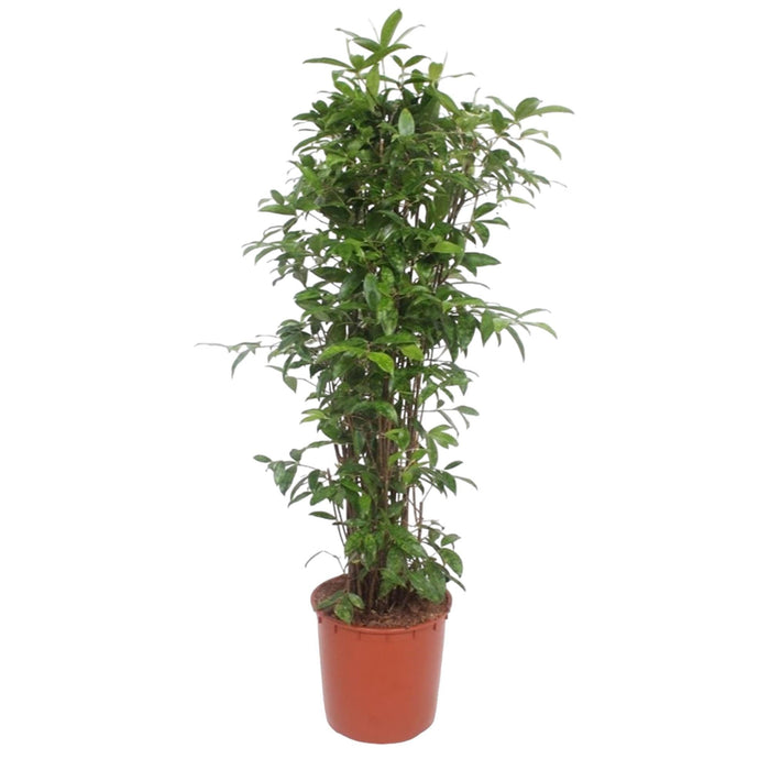 Dracaena Surculosa - 150 cm - ø34 - plantforyou.nl