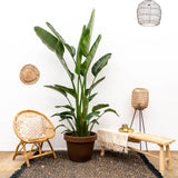 Strelitzia Augusta multi stam XXL - 250 cm - ø50 - plantforyou.nl