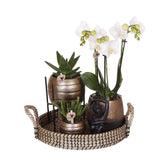 Kolibri Company | Gift set Home Hub | Plantenset met Phalaenopsis Orchidee en Succulenten incl. keramieken sierpotten - plantforyou.nl