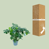 Monstera Deliciosa - Ø30cm - ↕100cm - plantforyou.nl