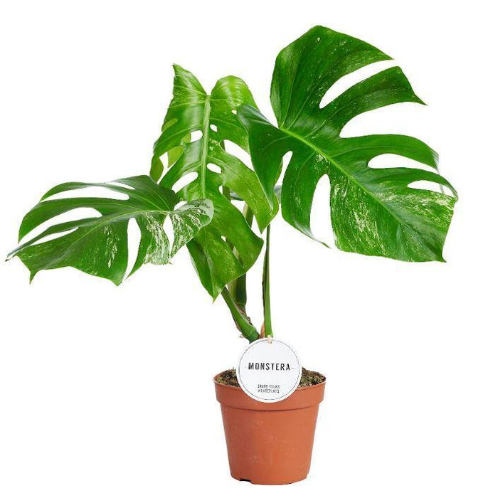 Monstera Deliciosa Variegata B - Ø15cm - ↕45cm - plantforyou.nl