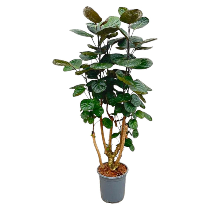 Polyscias Fabian - 130 cm - ø24 - plantforyou.nl